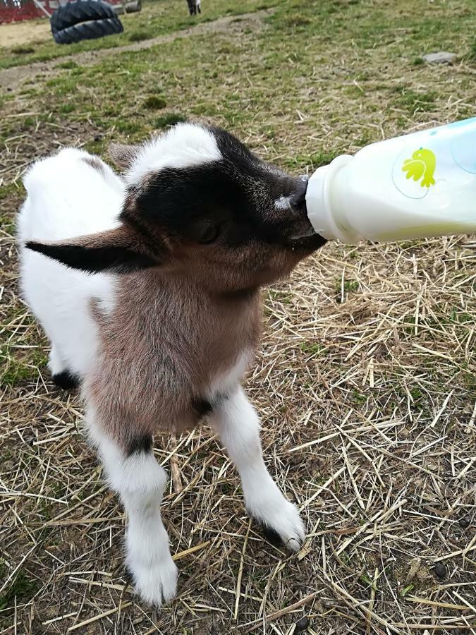 Farma Ranch Jelemek Διαμέρισμα Nebahovy Εξωτερικό φωτογραφία